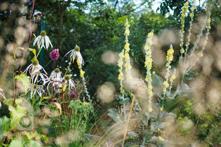 add picture to album