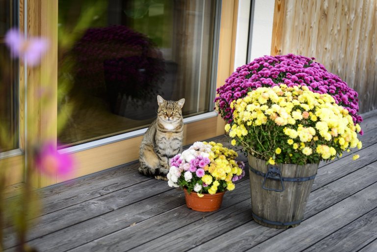 Koncepce rodinného domu s&nbsp;permakulturní zahradou pro japonsko-český manželský pár je vedena snahou o&nbsp;jednoduché, funkční a kultivované řešení, které…