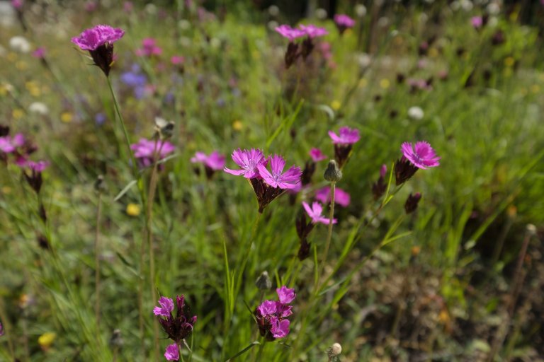 Koncepce rodinného domu s&nbsp;permakulturní zahradou pro japonsko-český manželský pár je vedena snahou o&nbsp;jednoduché, funkční a kultivované řešení, které…