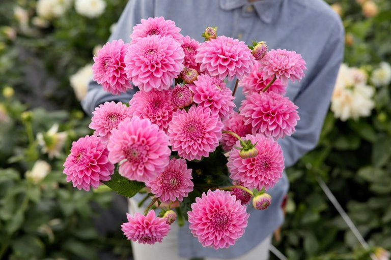 Jiřina Pink Sylvia