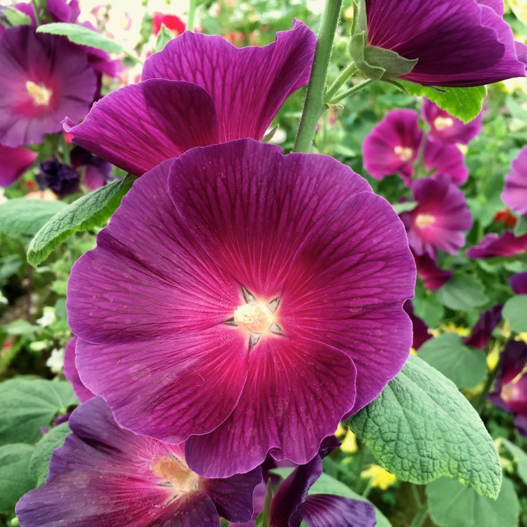 Květiny, na kterých si pochutnáte!