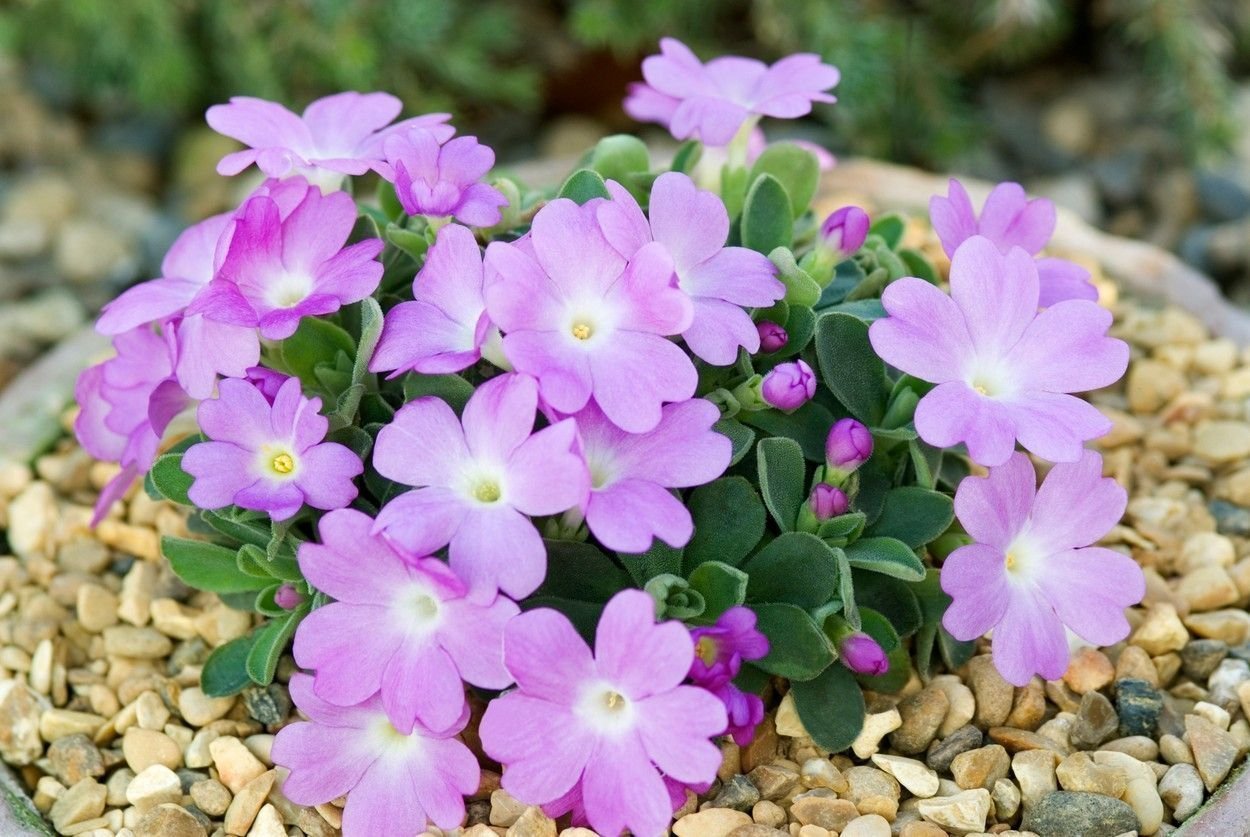 Květiny, na kterých si pochutnáte!