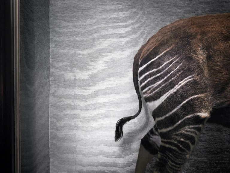 Moderní vliesové tapety – svěžest až na půdu