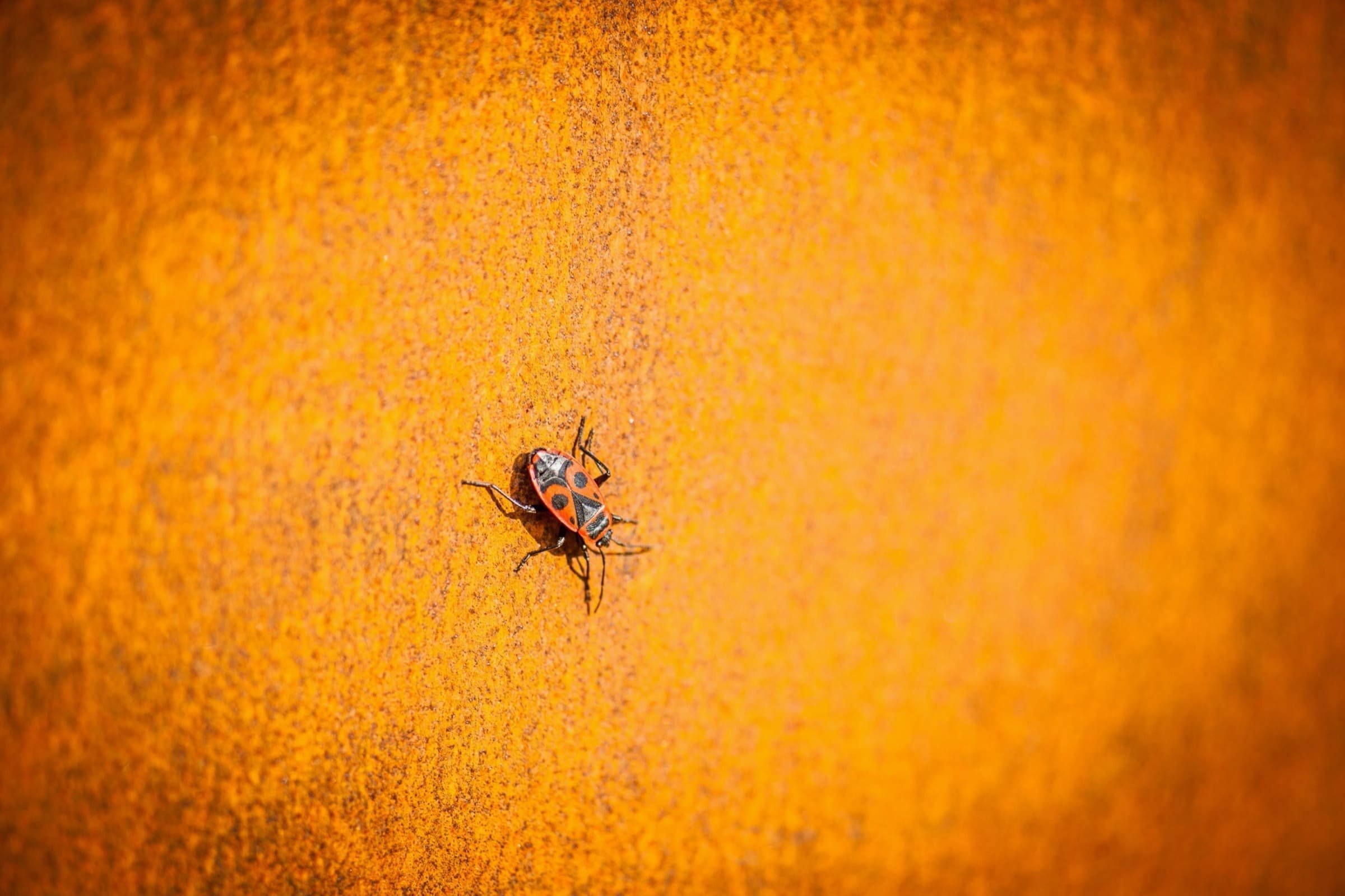 Proměna rozpadlé farmy na moderní bydlení