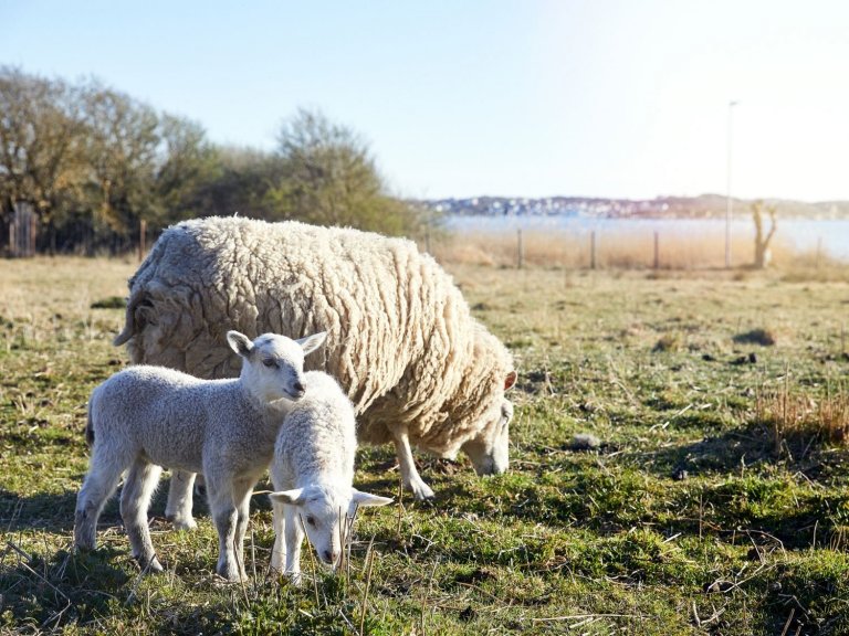 Severská borovice v hlavní roli moderní dřevostavby