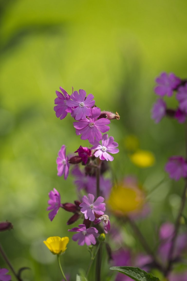 V londýnské zahradě