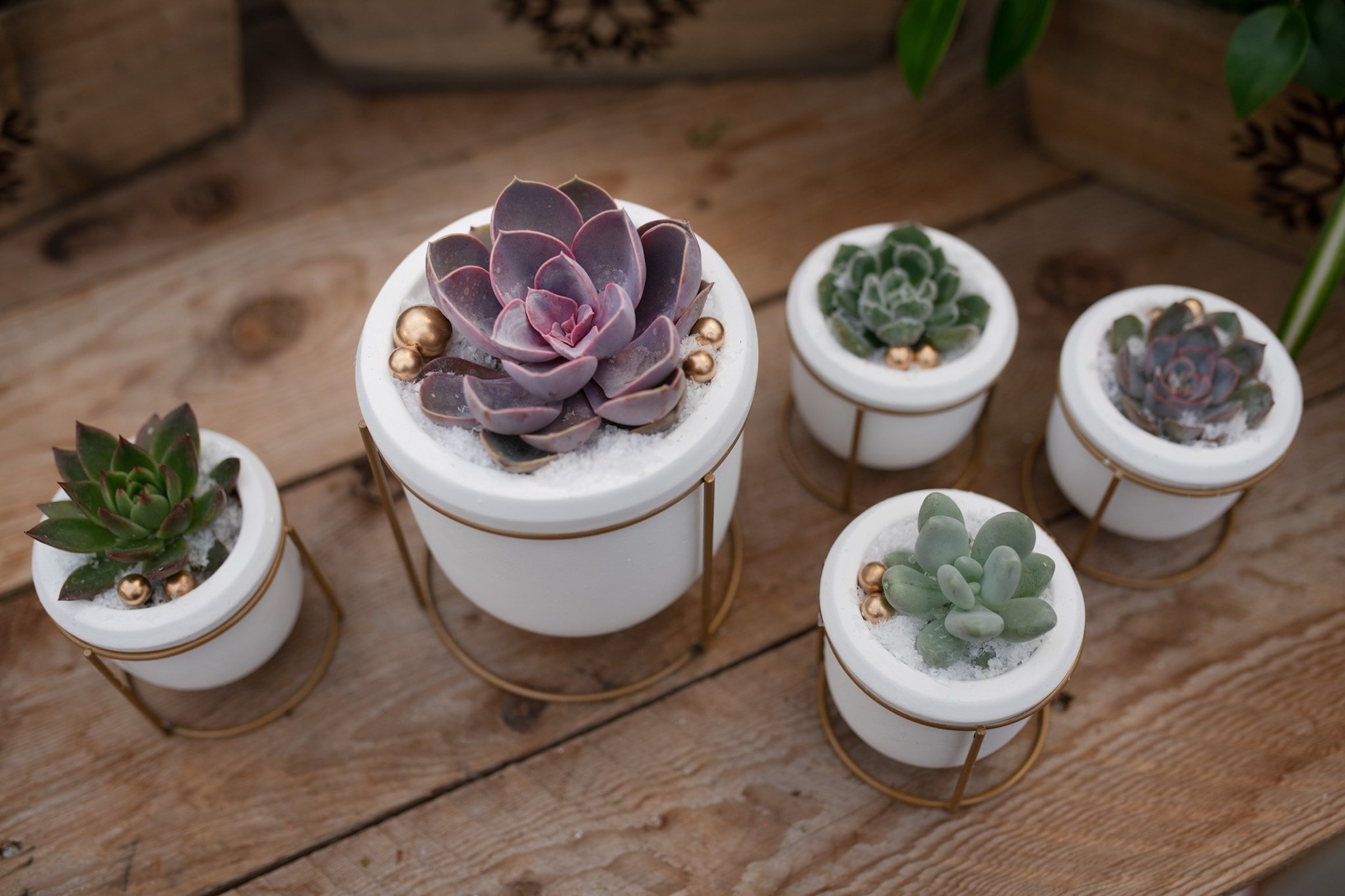 Sukulenty jsou velmi vděčné rostliny, které můžete pěstovat v nejrůznějších dekoračních nádobách