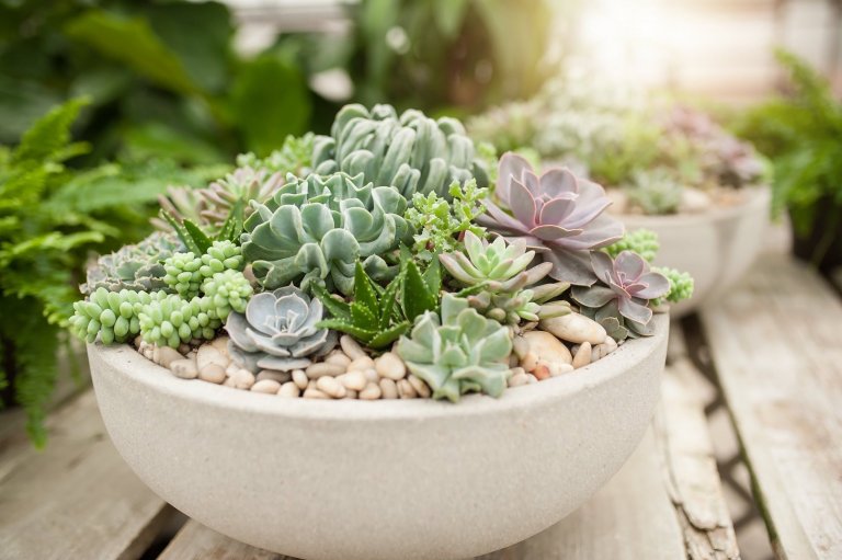 Sukulenty: Živé dekorace