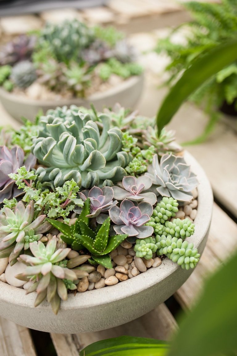 Sukulenty: Živé dekorace