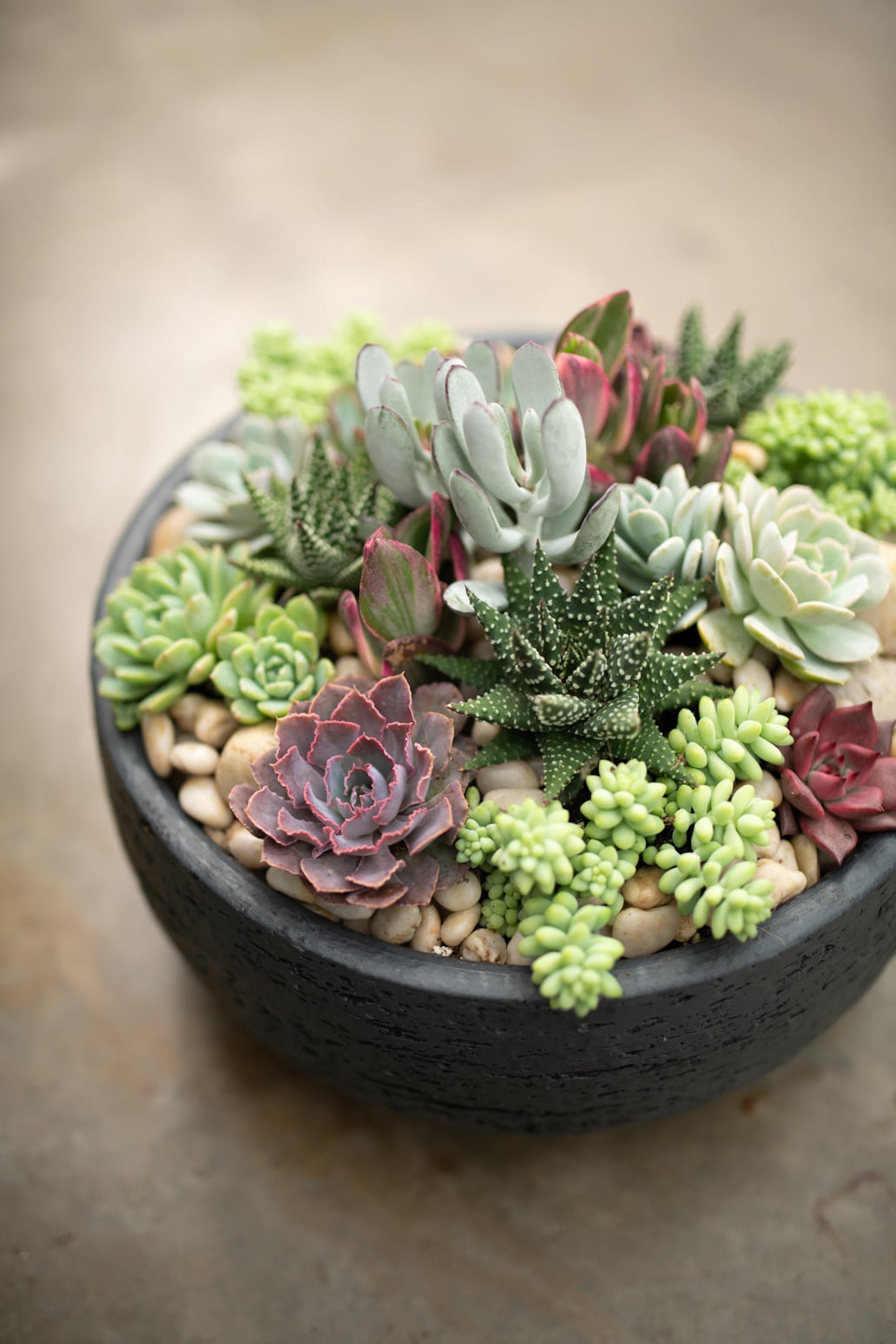 Sukulenty: Živé dekorace