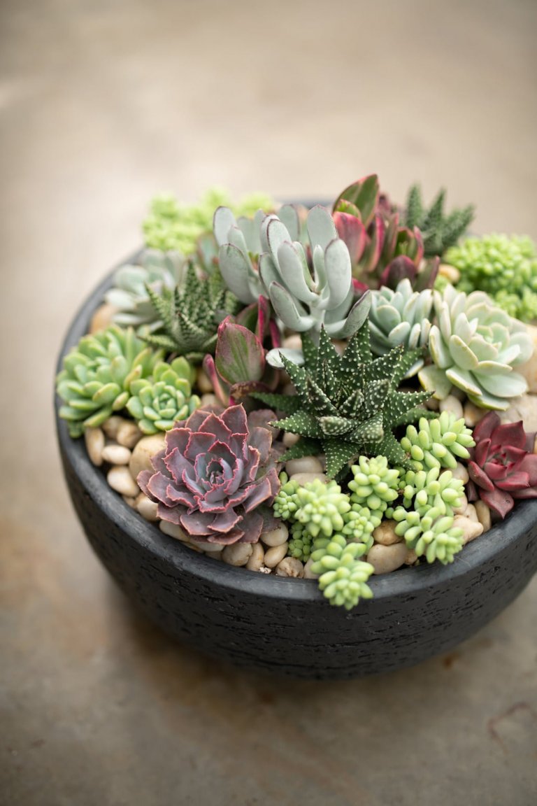Sukulenty: Živé dekorace
