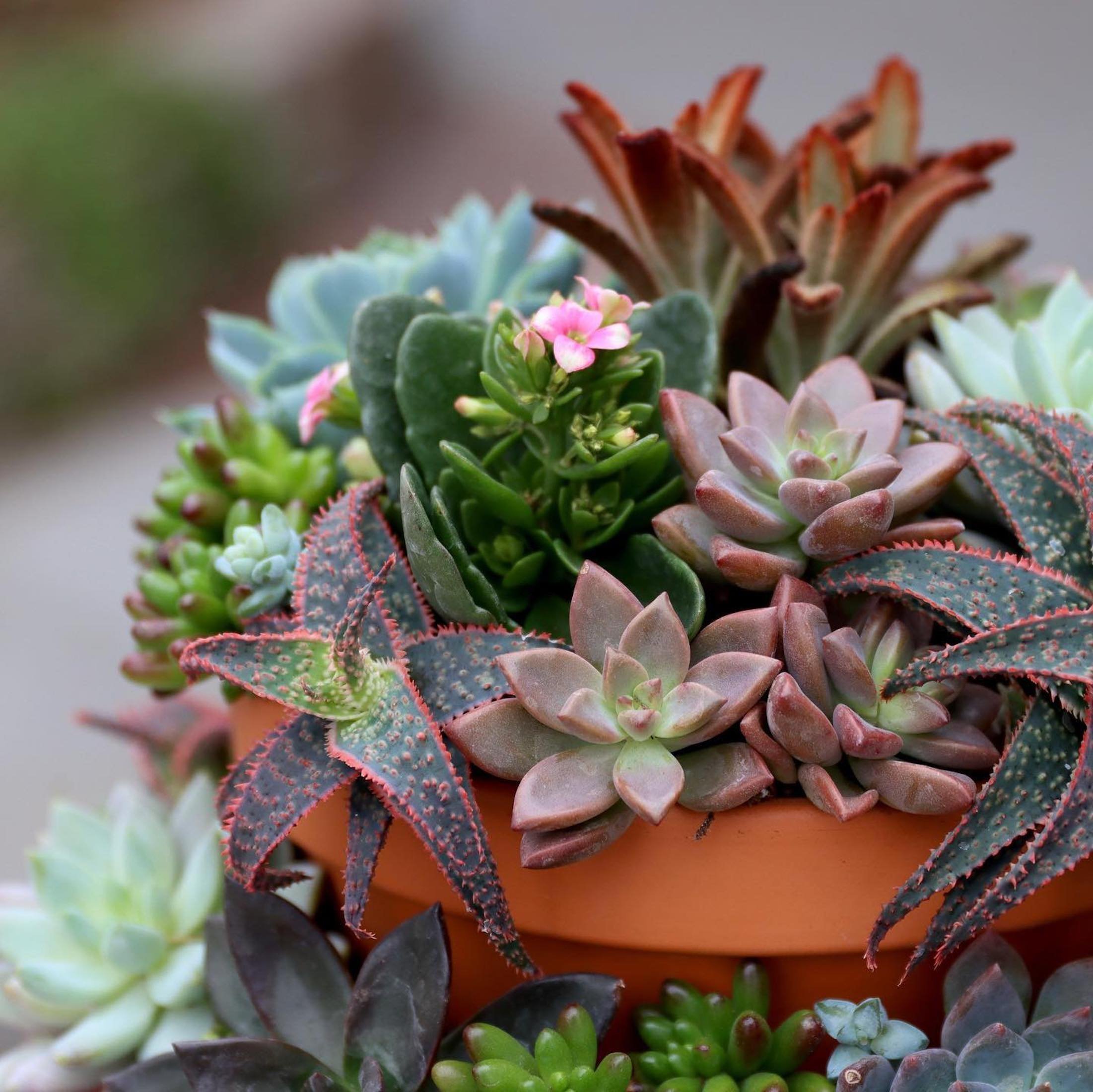 Sukulenty: Živé dekorace