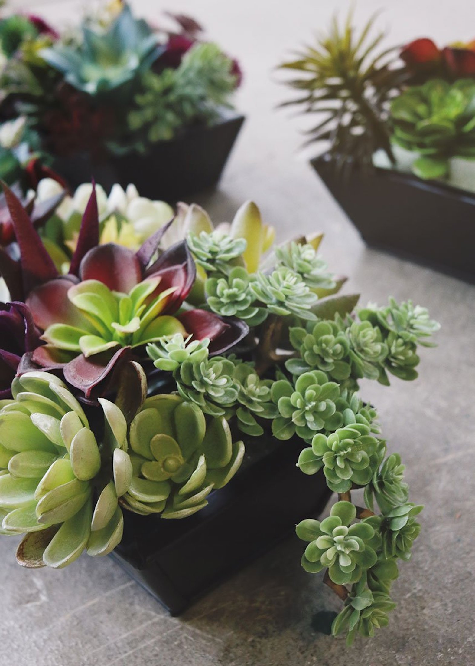 Sukulenty: Živé dekorace