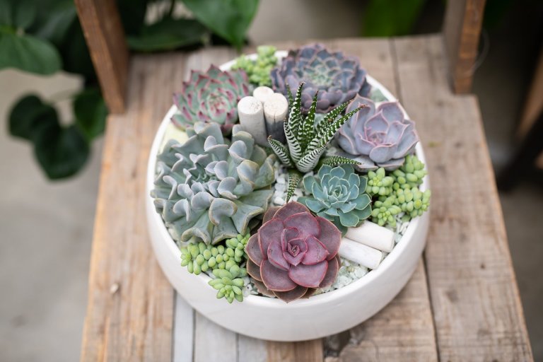 Sukulenty: Živé dekorace