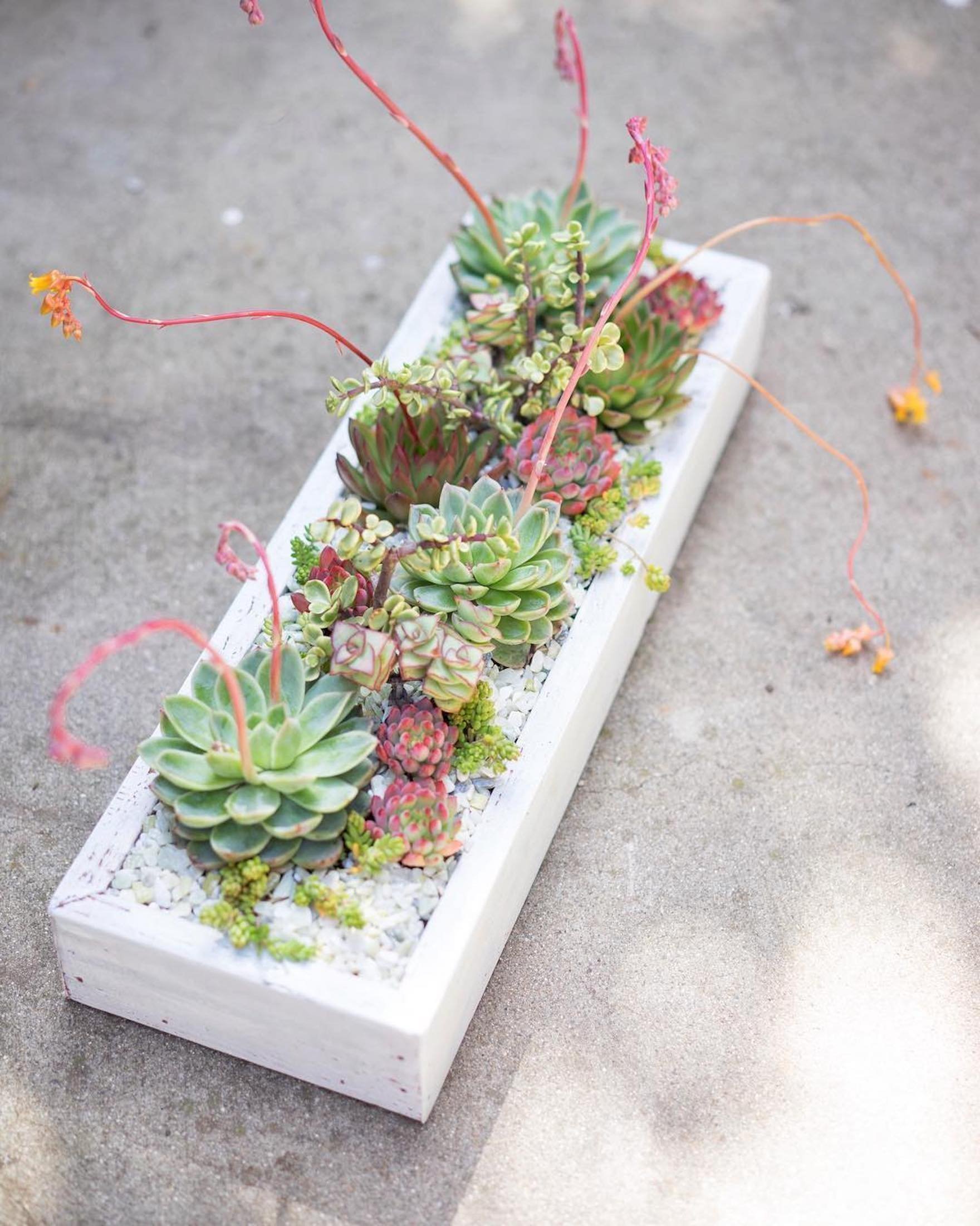 Sukulenty: Živé dekorace