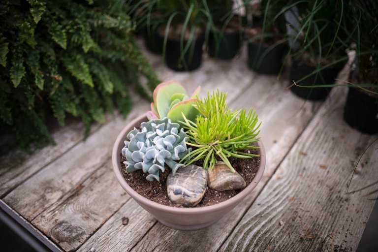 Sukulenty: Živé dekorace