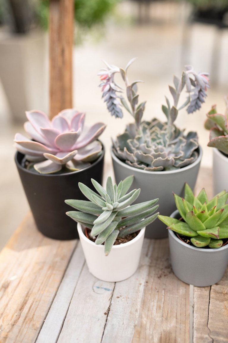 Sukulenty: Živé dekorace
