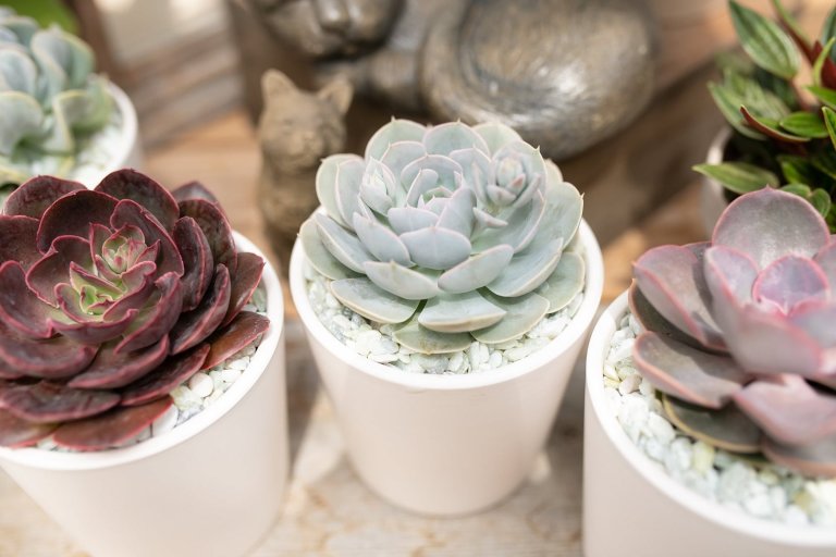 Sukulenty: Živé dekorace