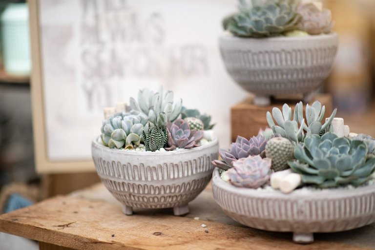 Sukulenty: Živé dekorace