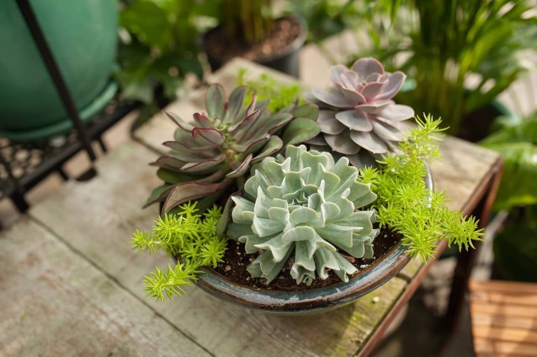 Sukulenty: Živé dekorace