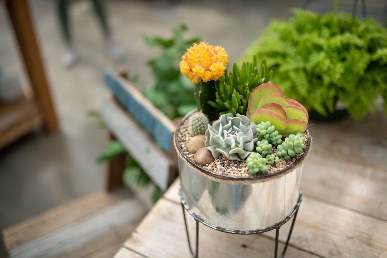 Sukulenty: Živé dekorace