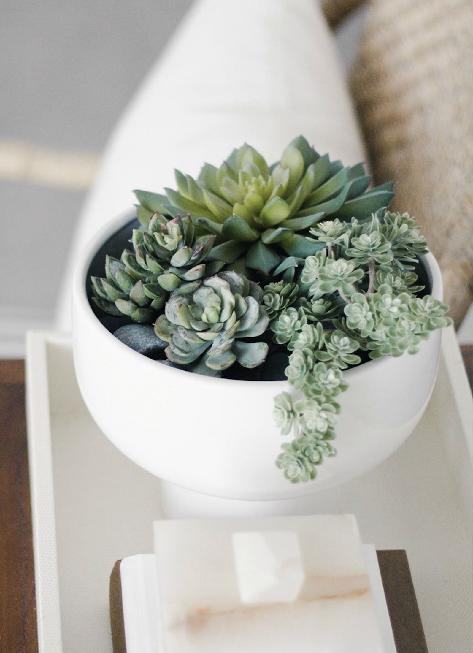 Sukulenty: Živé dekorace