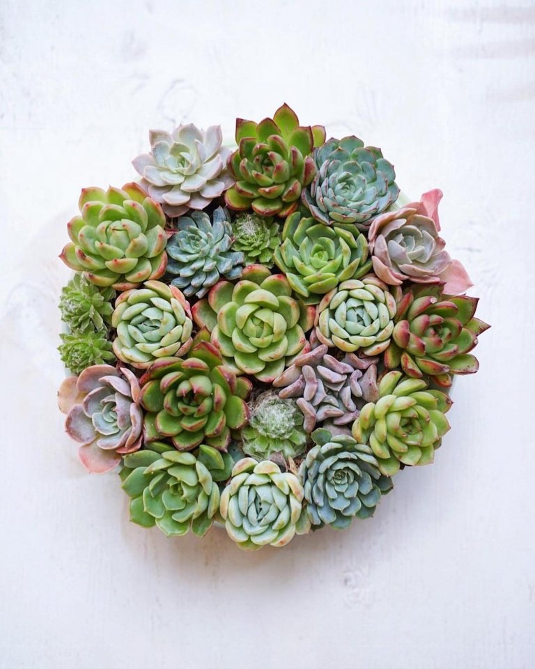 Sukulenty: Živé dekorace