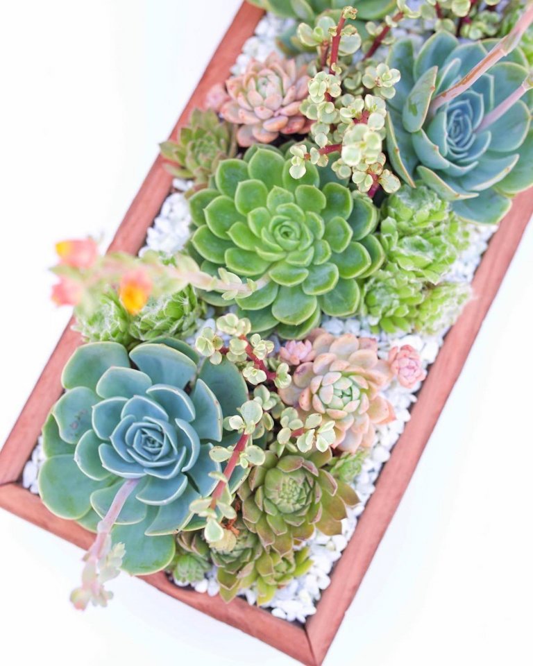 Sukulenty: Živé dekorace