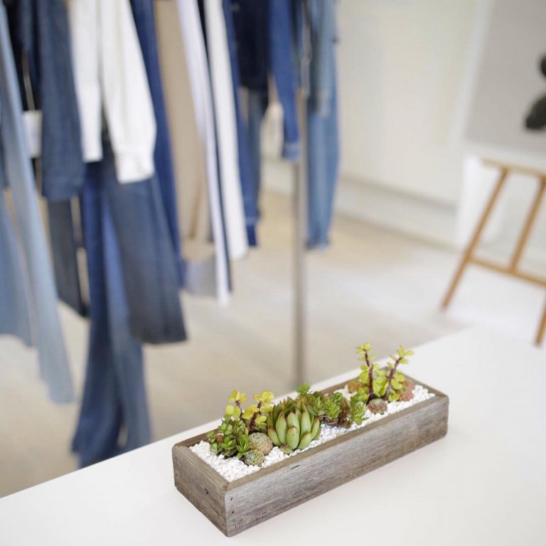 Sukulenty: Živé dekorace