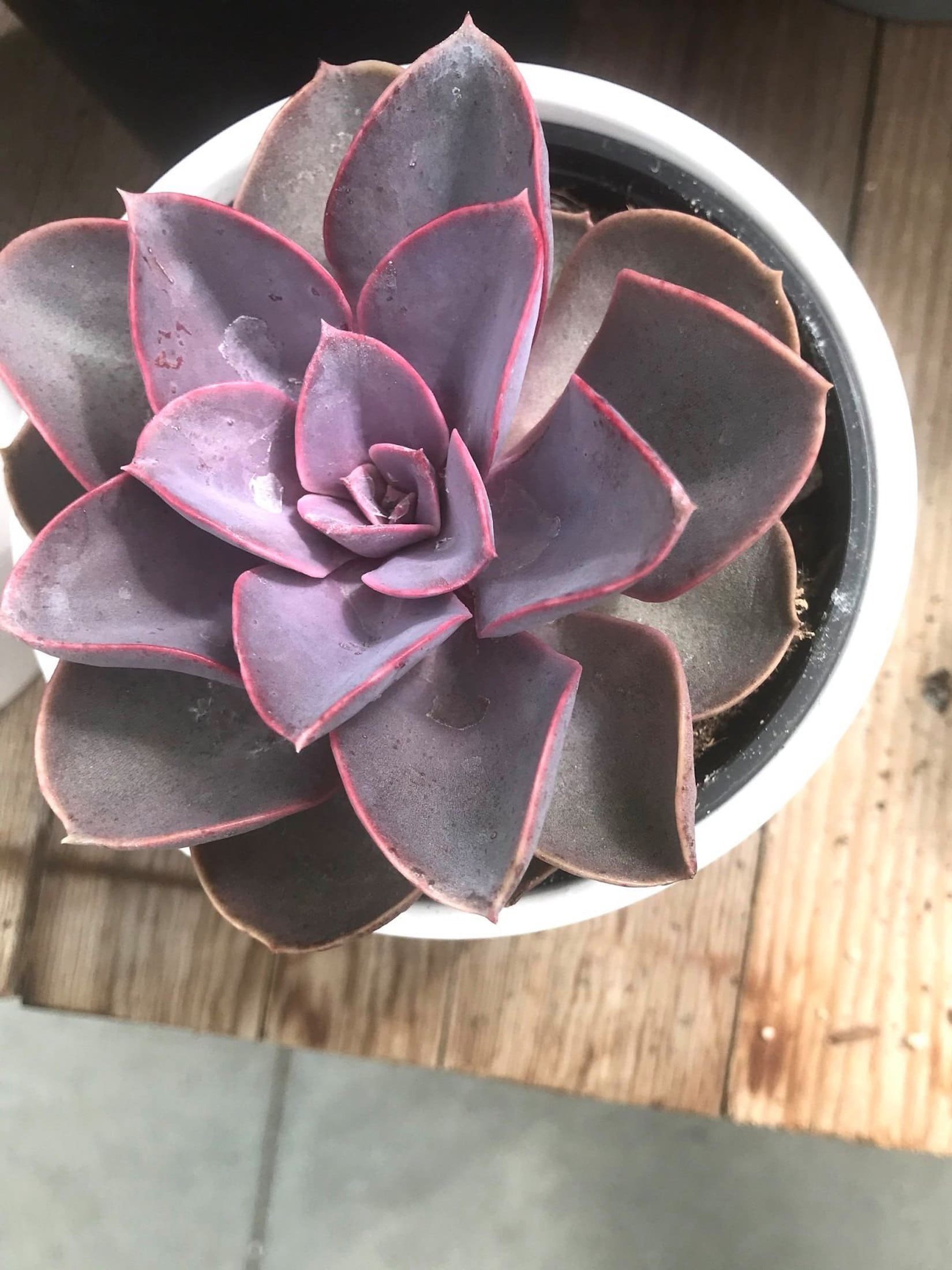 Sukulenty: Živé dekorace