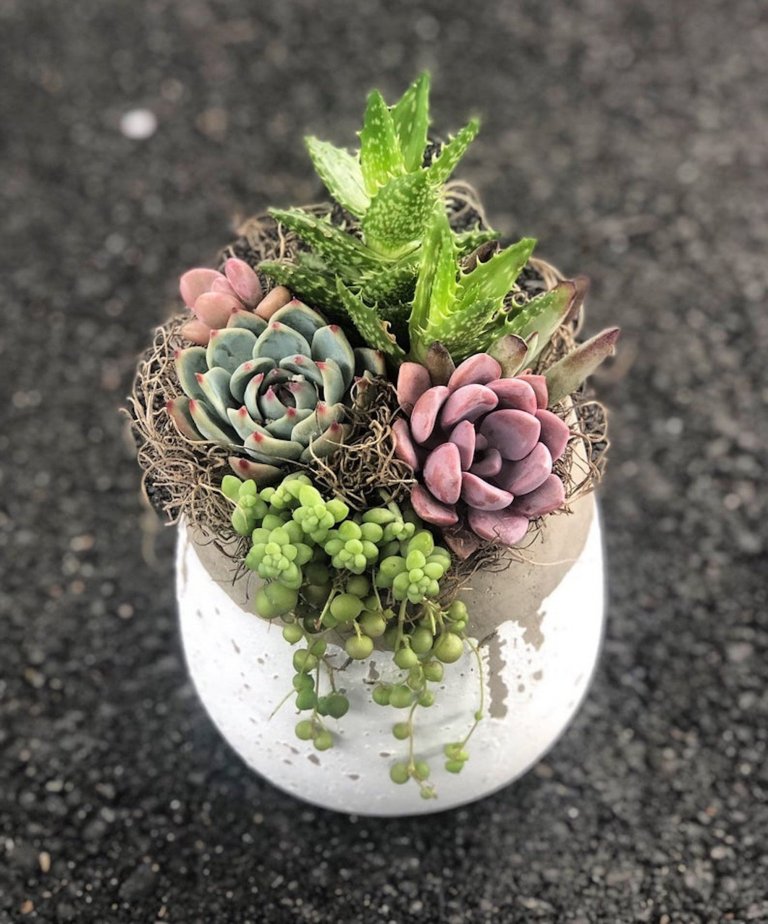 Sukulenty: Živé dekorace