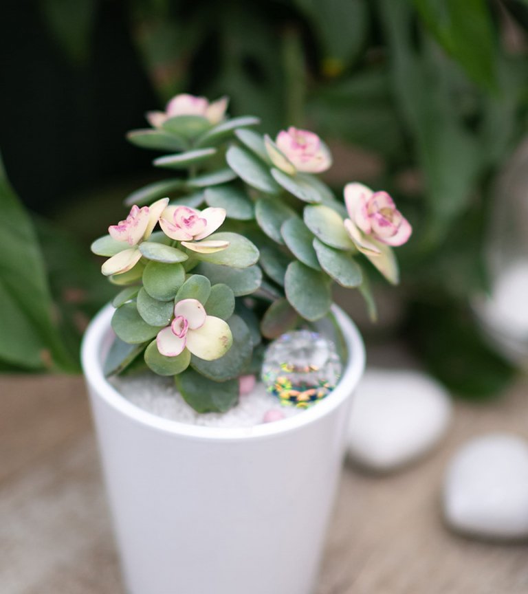 Sukulenty: Živé dekorace