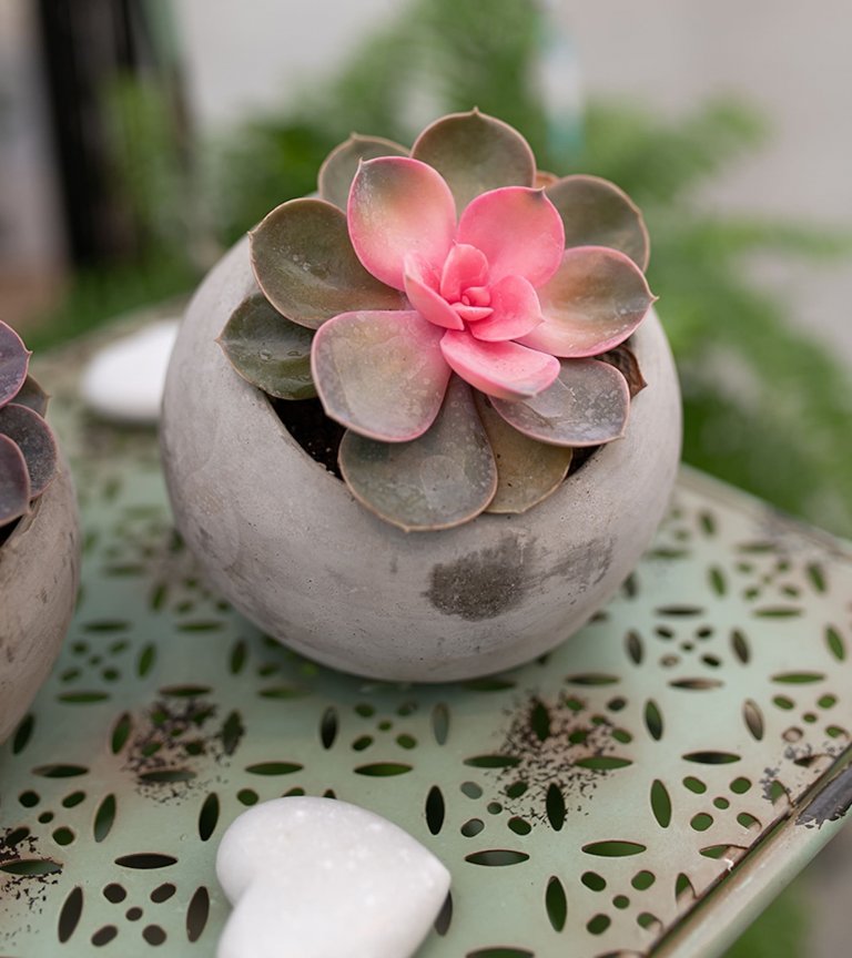 Sukulenty: Živé dekorace