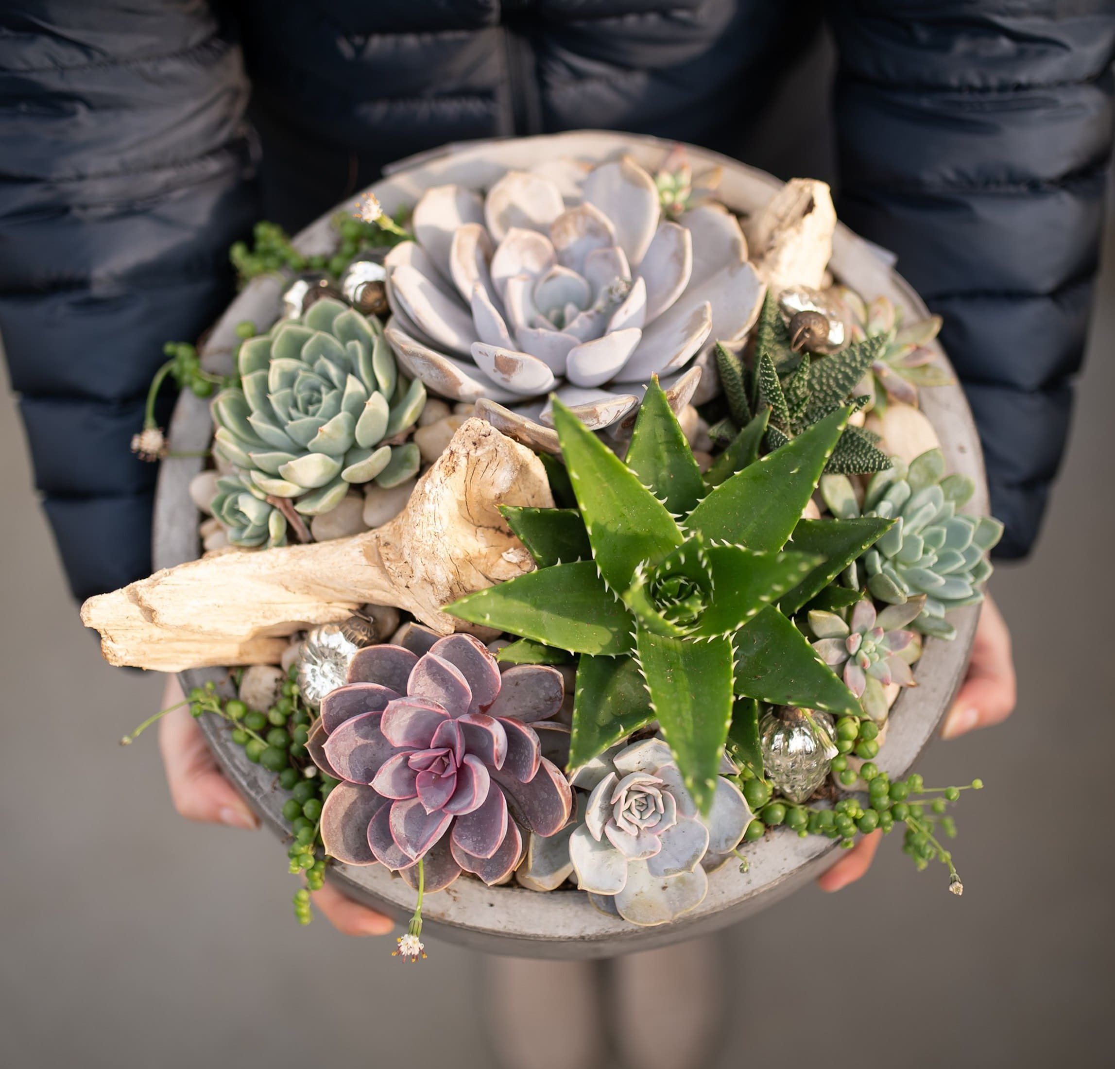 Sukulenty zalévejte, až když poprosí o vodu svrasklými a svěšenými listy. V létě jen maličko a to vždy večer!