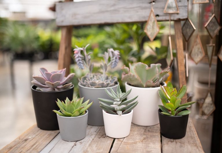 Sukulenty: Živé dekorace