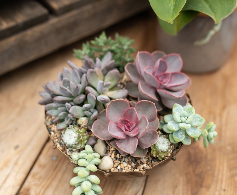 Sukulenty: Živé dekorace