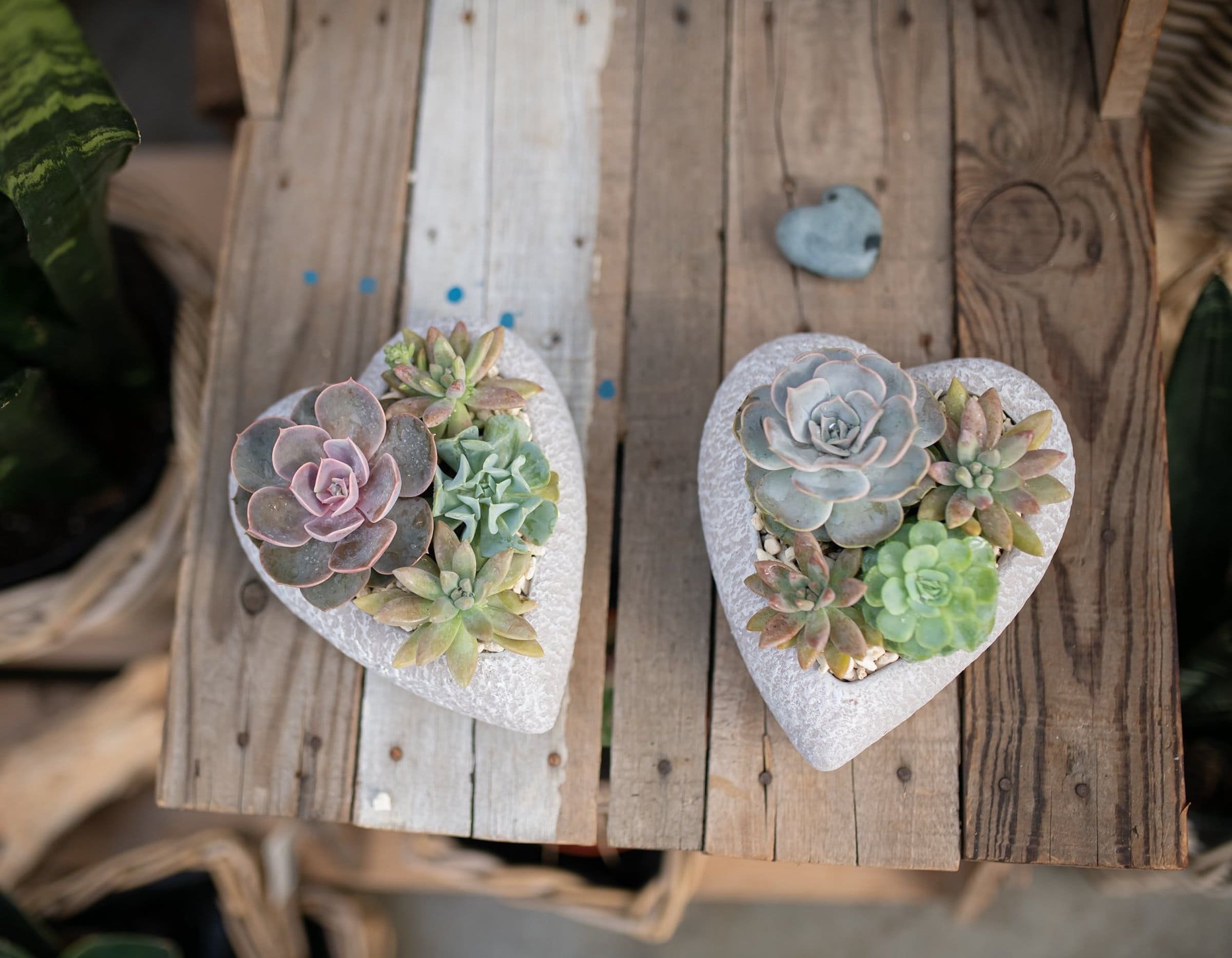 Sukulenty: Živé dekorace