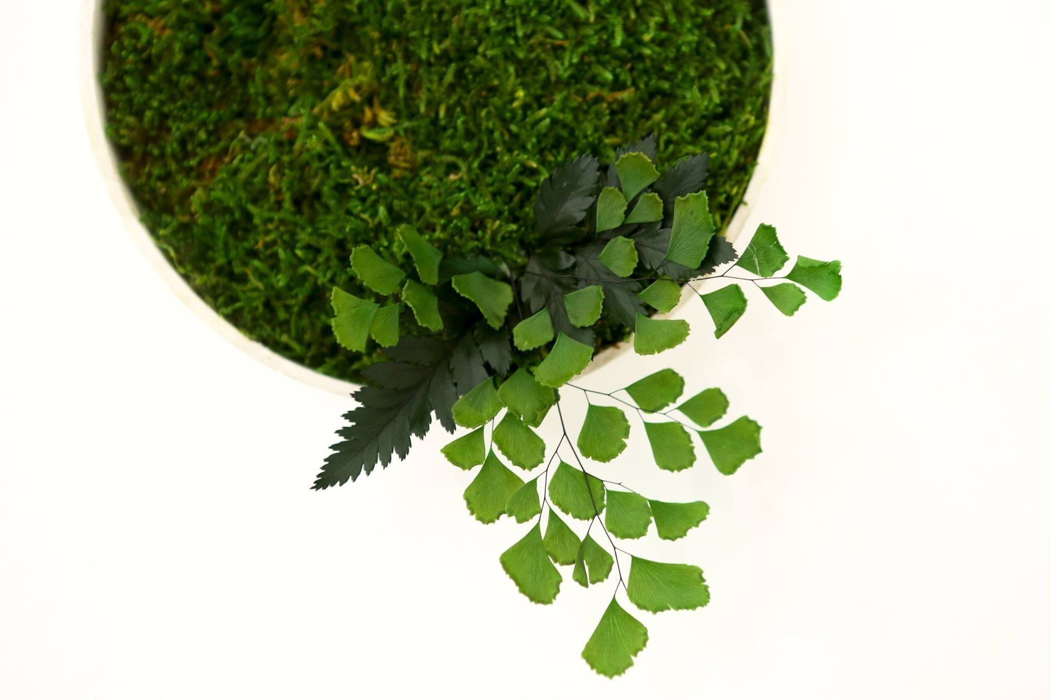 Obrazy z mumifikovaného mechu jsou výjimečný interiérový prvek