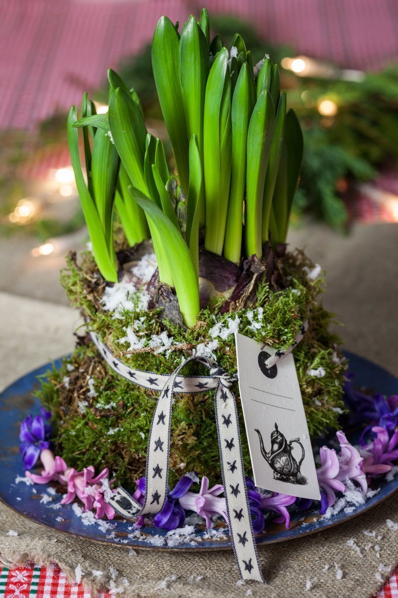 Chcete mít doma o Vánocích živé dekorace? My víme, jak na to!