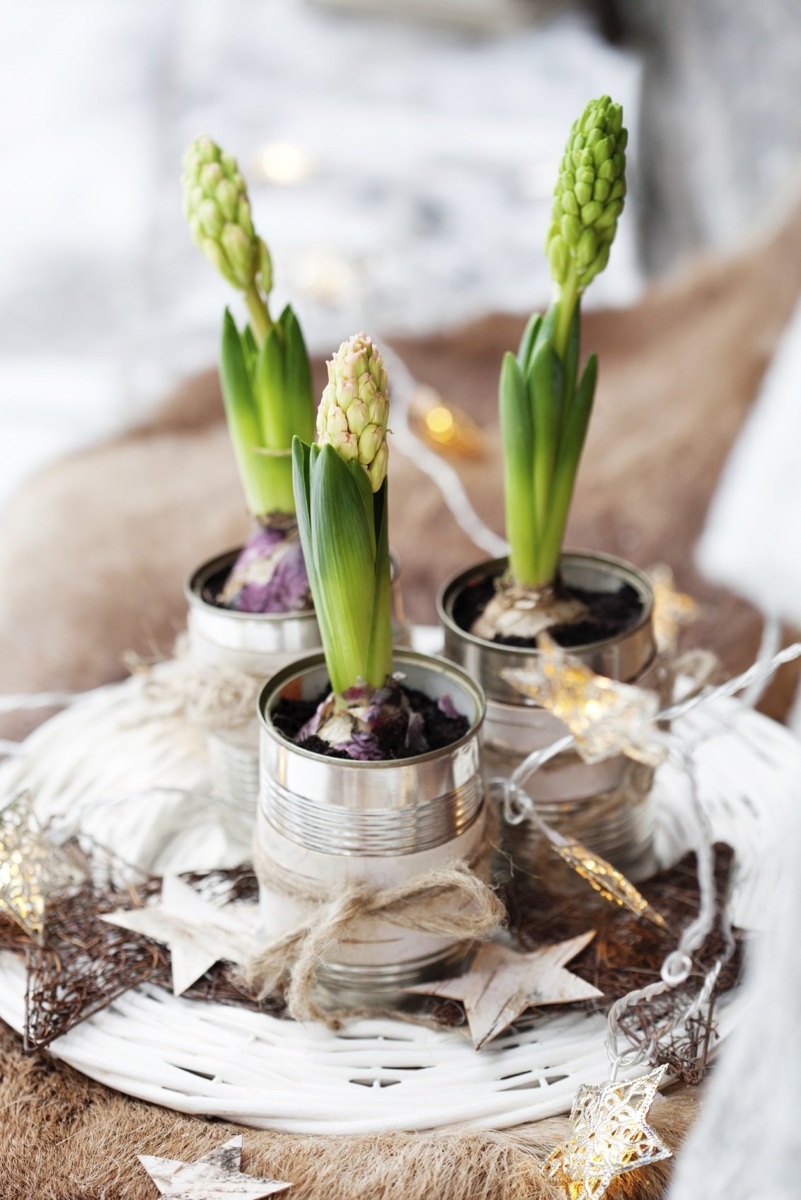 Chcete mít doma o Vánocích živé dekorace? My víme, jak na to!