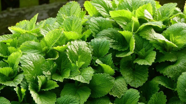 Jak na bylinkovou zahrádku? Klasicky, nebo od lesa?