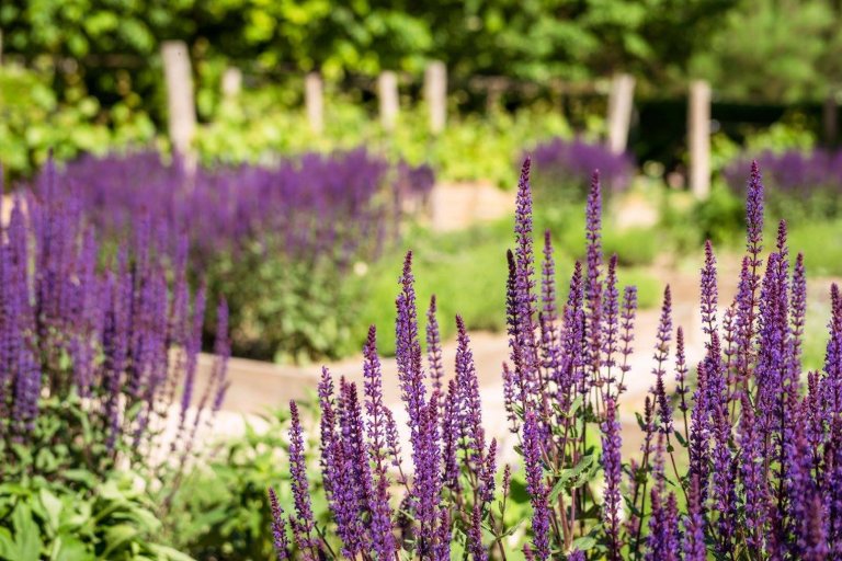 Jak na bylinkovou zahrádku? Klasicky, nebo od lesa?