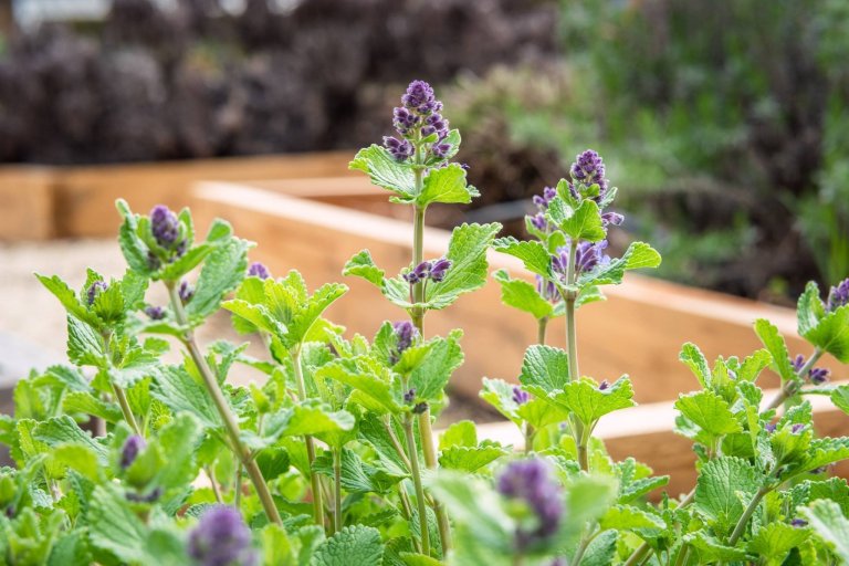 Jak na bylinkovou zahrádku? Klasicky, nebo od lesa?