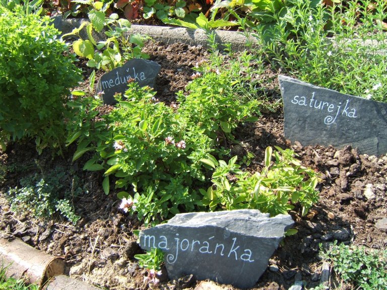 Jak na bylinkovou zahrádku? Klasicky, nebo od lesa?