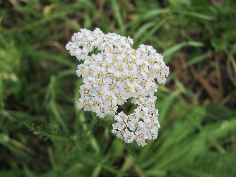 Jak na bylinkovou zahrádku? Klasicky, nebo od lesa?