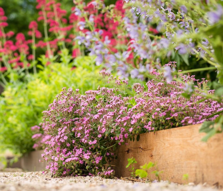 Jak na bylinkovou zahrádku? Klasicky, nebo od lesa?