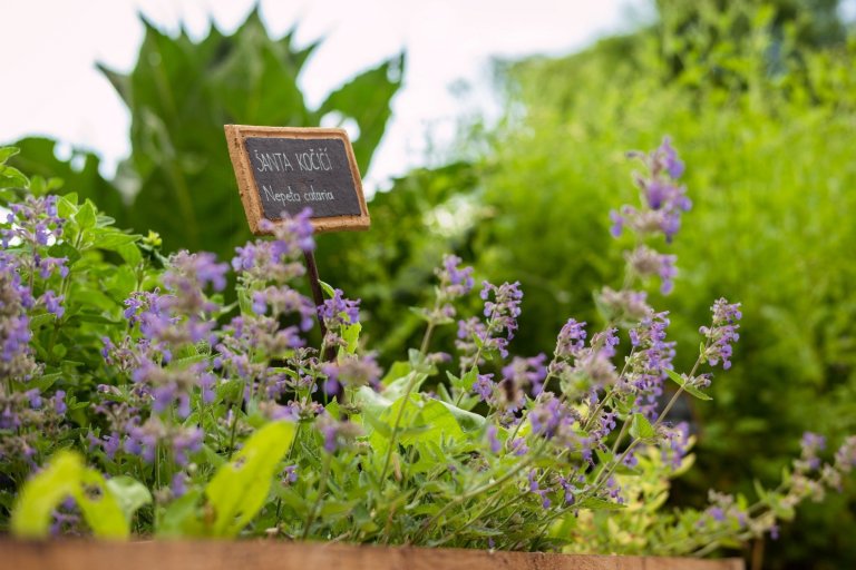 Jak na bylinkovou zahrádku? Klasicky, nebo od lesa?