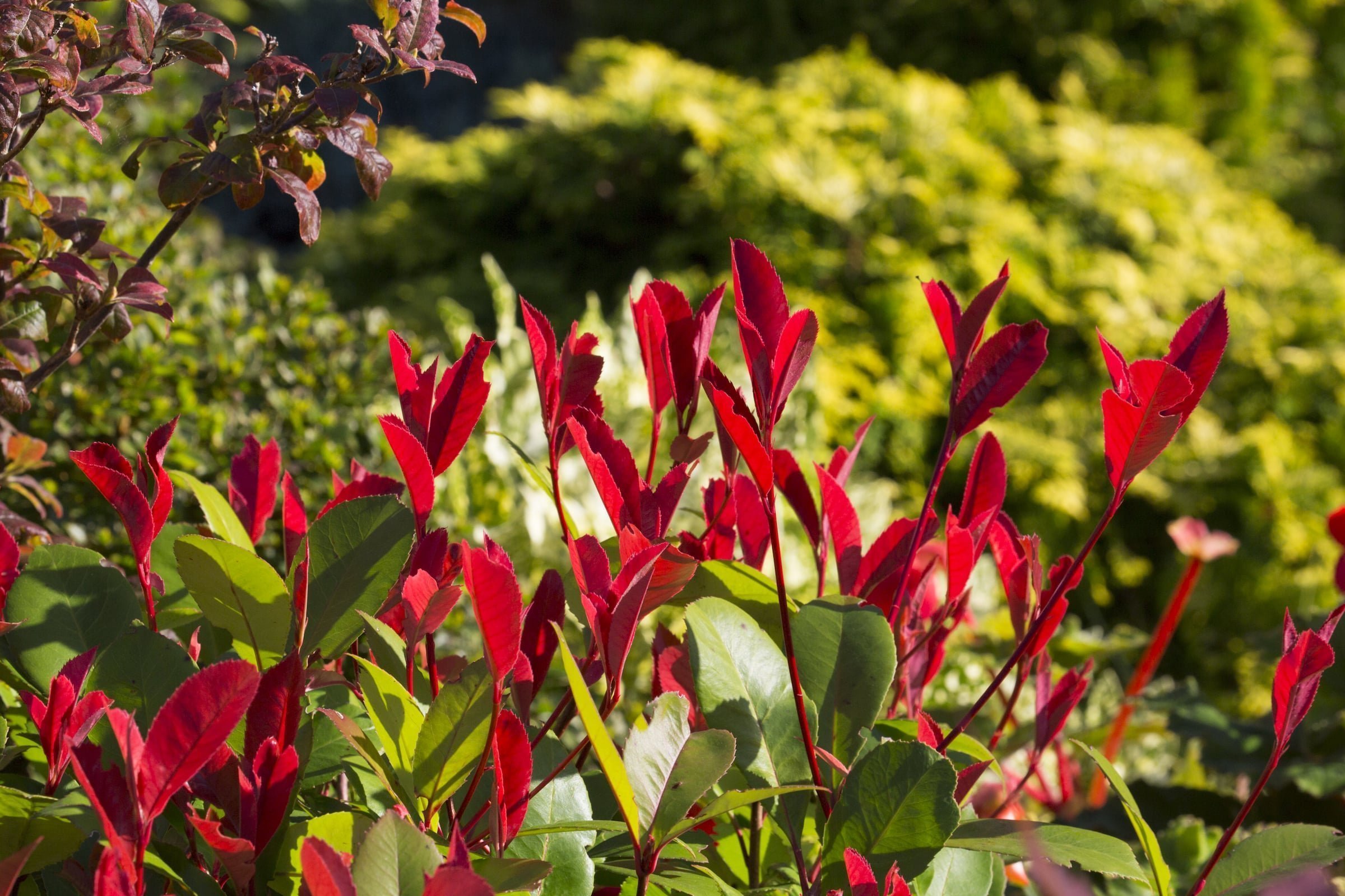 Oceňovaná zahrada hraje všemi odstíny podzimních barev